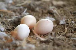 鹅蛋鸭蛋鸡蛋鹌鹑蛋哪个营养最高,鸡蛋鸭蛋鹅蛋鹌鹑蛋营养成分表