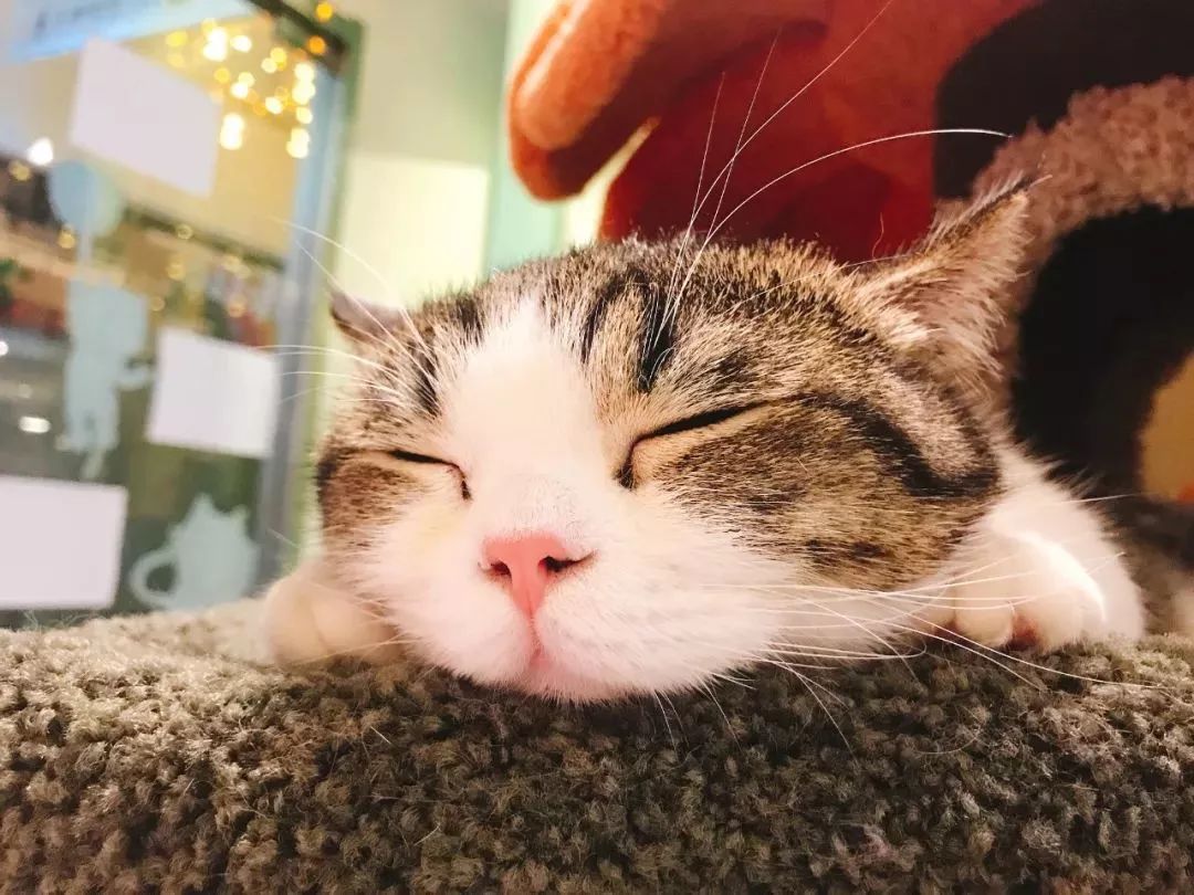 魔都咖啡地图,魔都人气咖啡图鉴