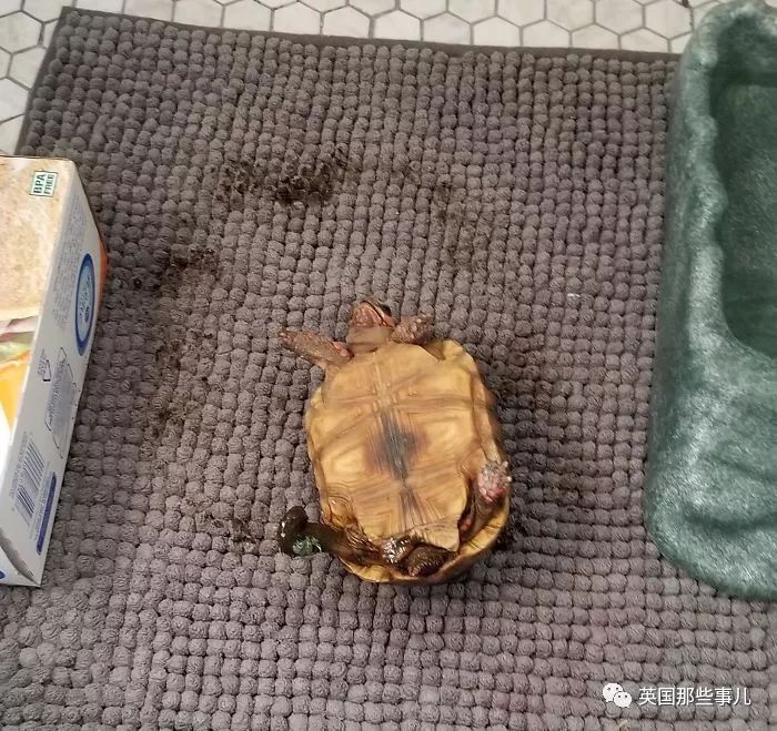 鐖嗙瑧娌欓洉鏃ュ父鍊掗湁鍚堥泦,鏃ュ父鍊掗湁鎼炵瑧娌欓洉瑙嗛