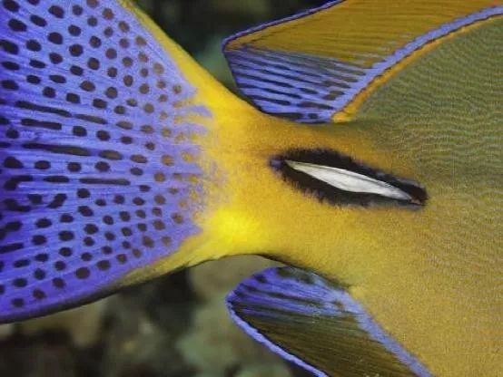 混养海缸鉴赏,混养大型海缸