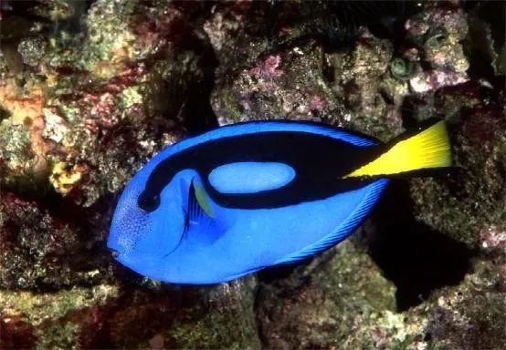 魟鱼混养黑名单,大型混养海缸