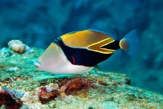 混养海缸鉴赏,混养大型海缸