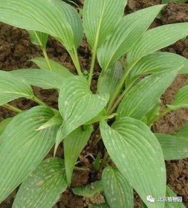 最耐寒的玉簪品种,北京植物园园艺