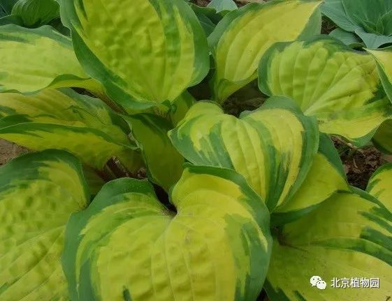 最耐寒的玉簪品种,北京植物园园艺