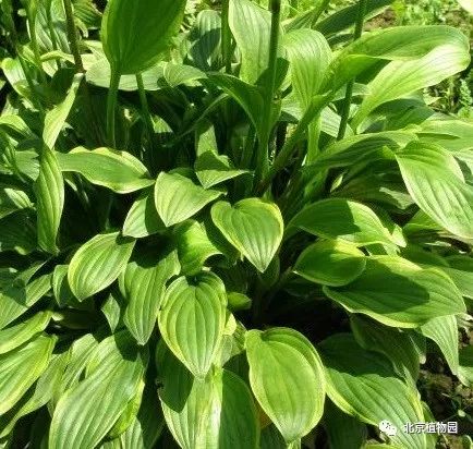 最耐寒的玉簪品种,北京植物园园艺