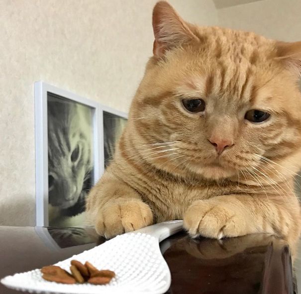 日本小丧猫凭“厌世脸”火遍全网,30w网友心都被萌化了…