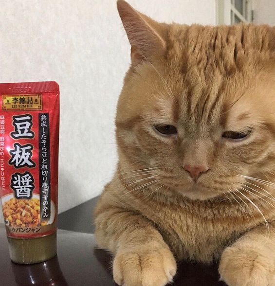 日本小丧猫凭“厌世脸”火遍全网,30w网友心都被萌化了…