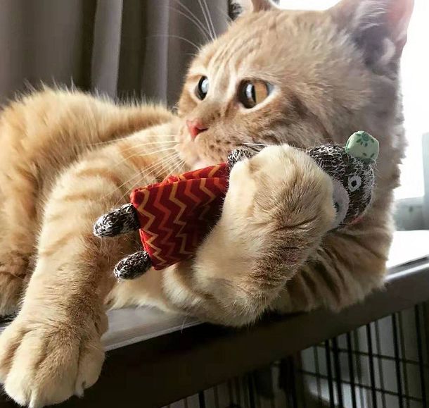 日本小丧猫凭“厌世脸”火遍全网,30w网友心都被萌化了…