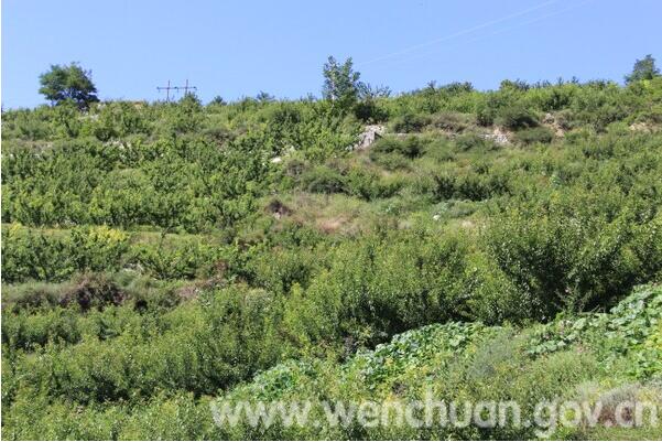 汶川青脆李上市小水果做成大产业