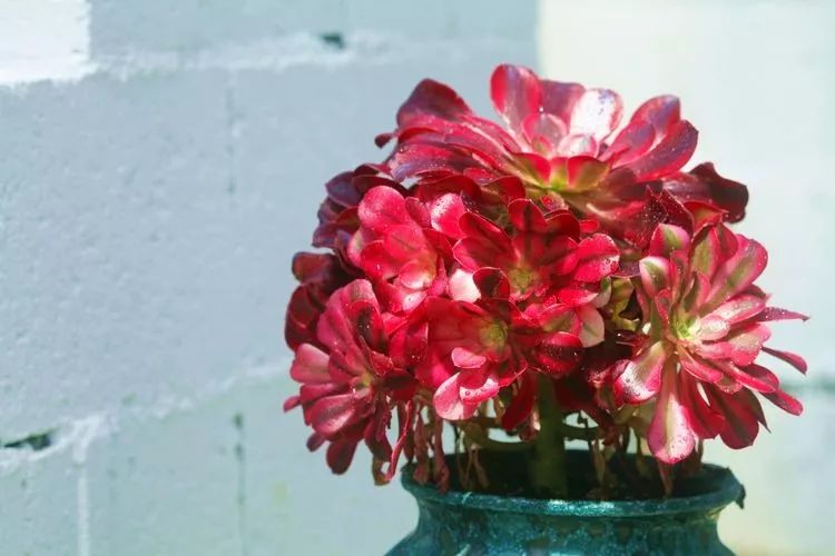 法师主根黑腐了怎么办,法师黑腐还能救活吗