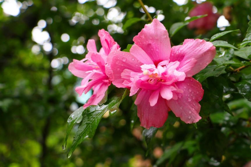 科普|七月最“火”园林树木排行榜