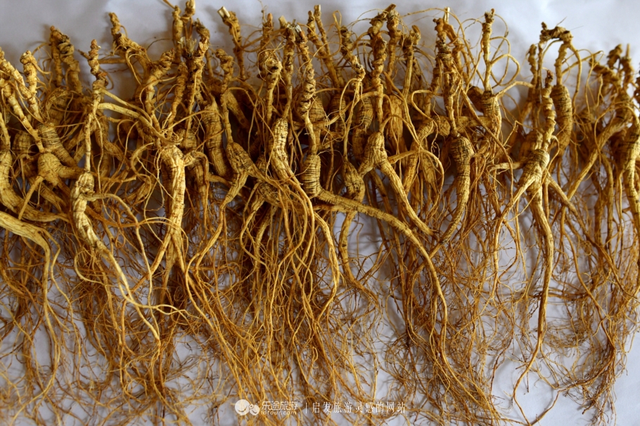 云岭深山自然美景,云岭野山参风景旅游区