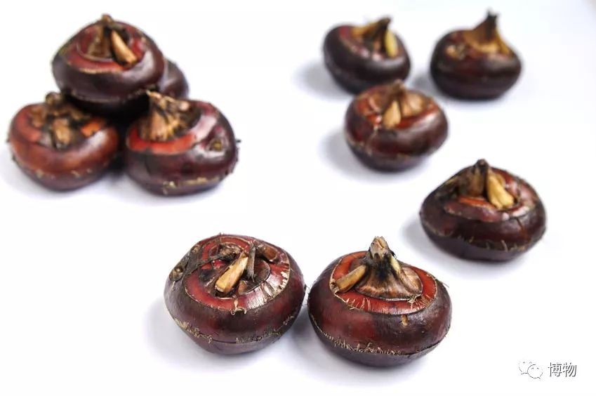 梨子好吃又脆,梨和脆萝卜