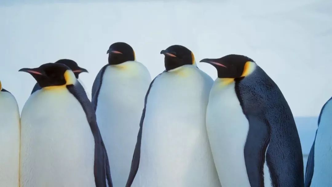 惊掉网友下巴的画面,豆瓣9.1分令人绝望