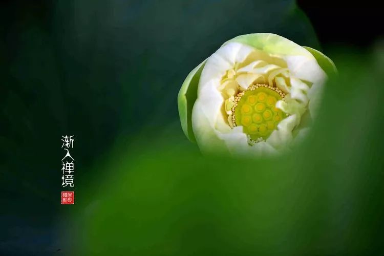 关于荷花和荷叶的生日祝福语,祝荷花生日快乐的话