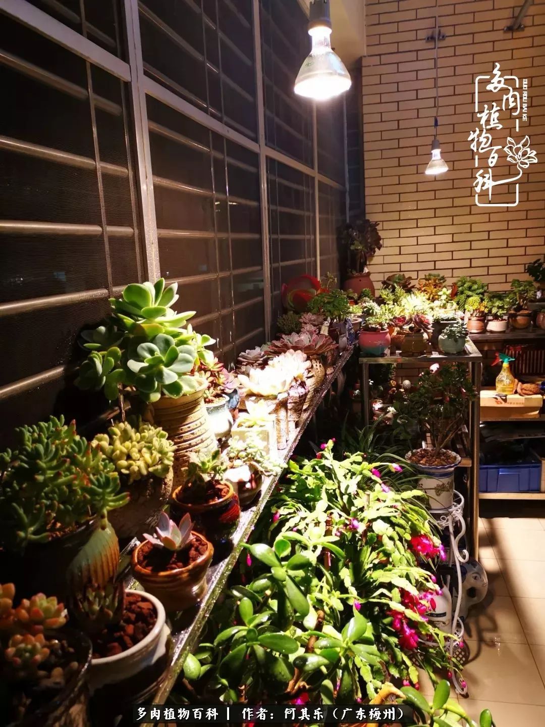 我的阳台“肉园”，看着它们，亦可醉生梦死了