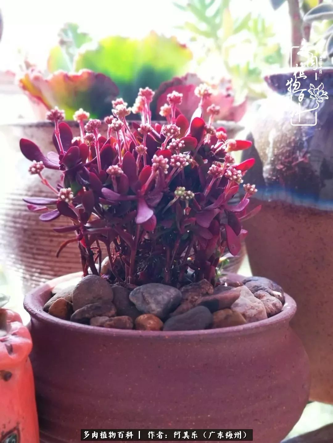 我的阳台“肉园”，看着它们，亦可醉生梦死了