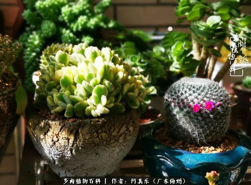 我的阳台“肉园”，看着它们，亦可醉生梦死了