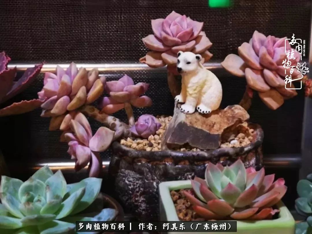 我的阳台“肉园”，看着它们，亦可醉生梦死了