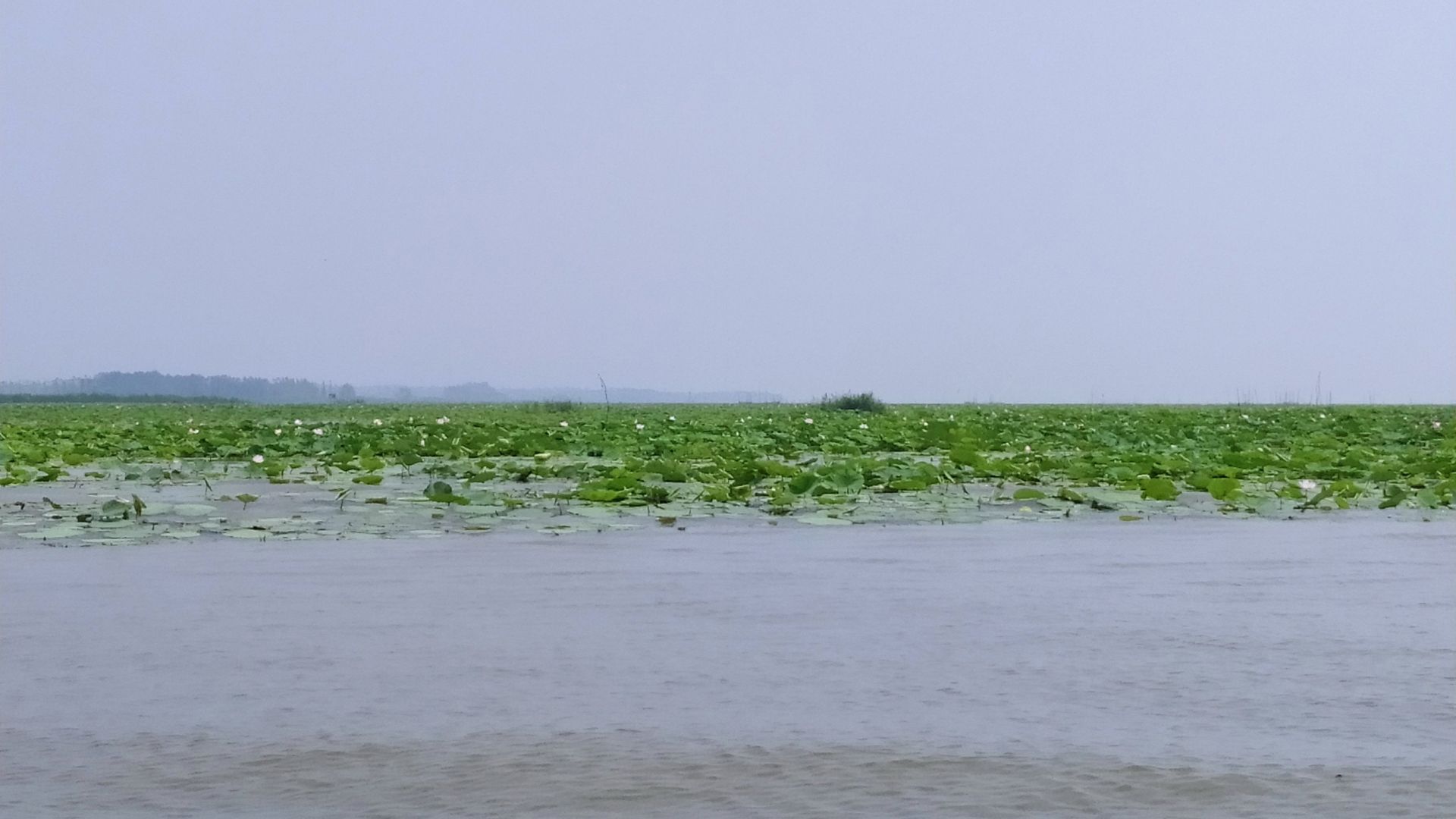 微山湖观荷花,青荷盖绿水微山湖十万亩荷花盛放