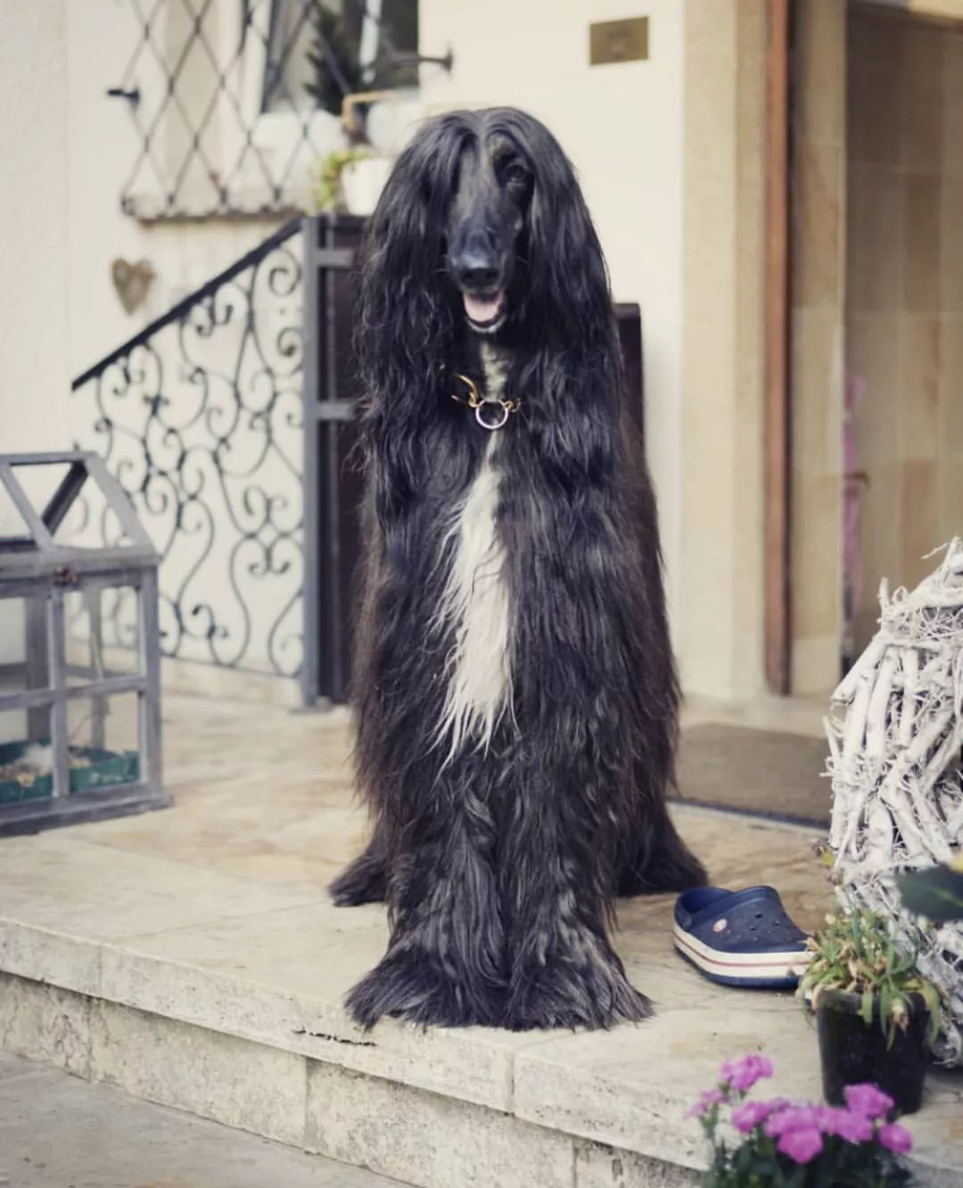 12种爱犬领你参观它们的老家