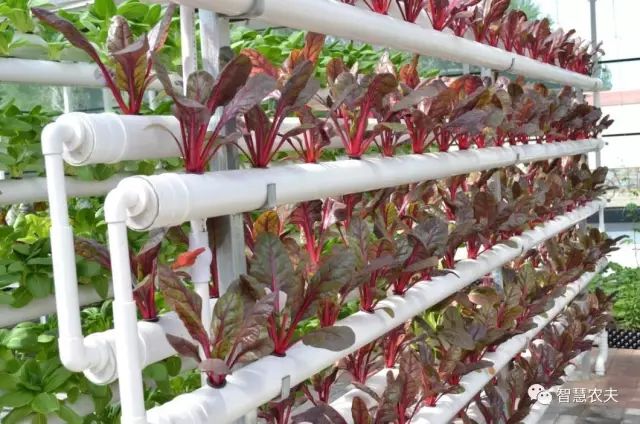 知农道农无土栽培实操技术,无土栽培的知识