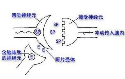 *洛因海**为什么这么难戒断？多半都是因为疼痛太难忍