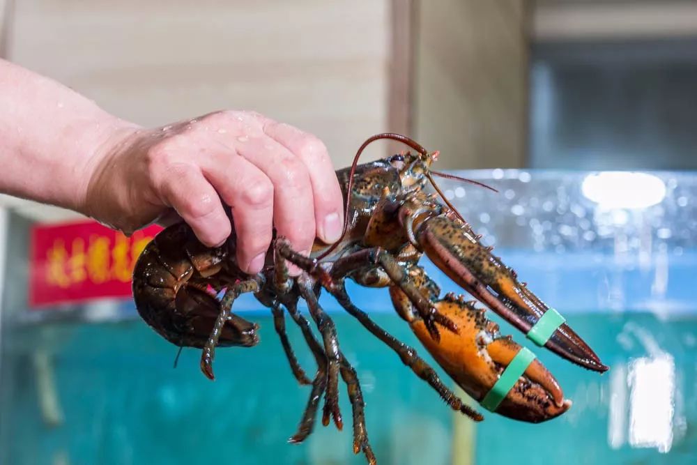 1元/只海白虾,2.8元/只鲍鱼,3.8元/只碳烤生蚝!啤酒喝一瓶还送一瓶!这家人气平价海鲜火锅老店让你嗨翻整个今夏