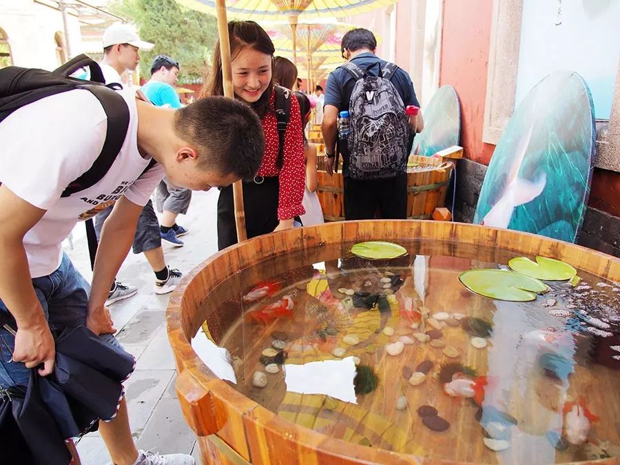 100条金鱼全部视频,100条金鱼视频