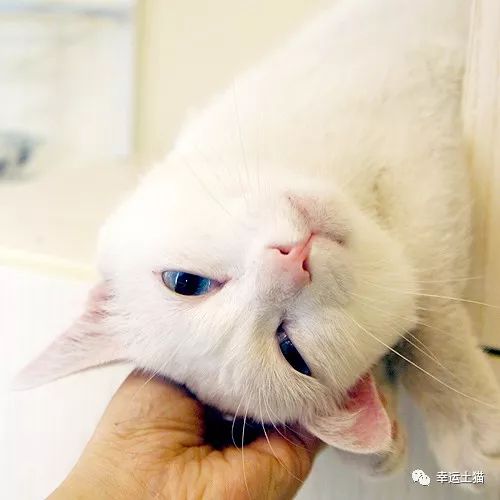 领养｜一池秋水碧仍深，玉树公子求进家