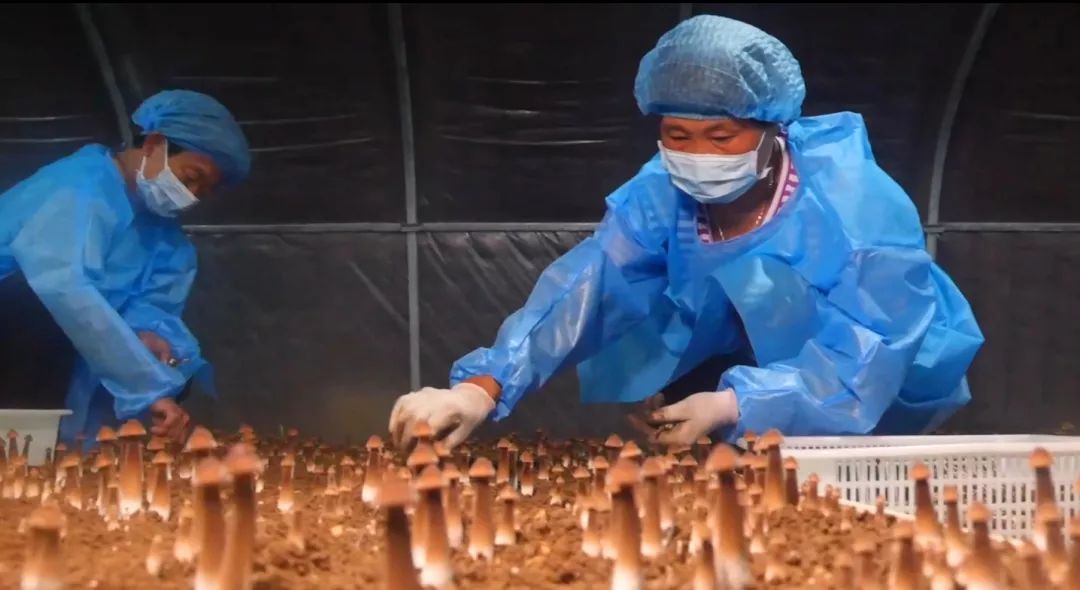 【聚焦】《大众日报》刊发峄城区底阁镇前岳城村探索集体经济发展新路径——黑鸡枞托起贫困村致富新希望