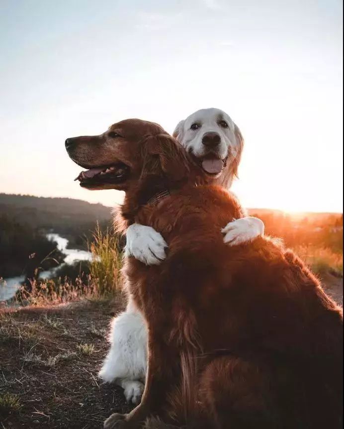 请不要点开音频,让人羡慕的金毛