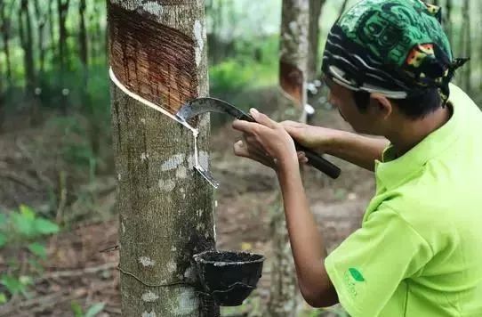 买一送一乳胶枕成人护颈枕,买一送一正品泰国天然乳胶枕