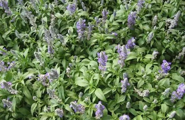 一吹就散的蒲公英抖音视频,一吹即散的蒲公英图片