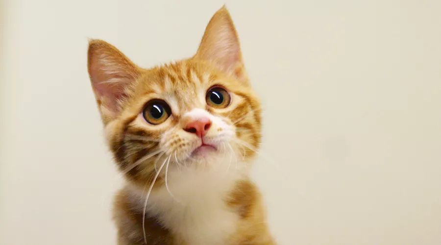 领养自贡富顺的孩子,领养孩子的视频小豆花