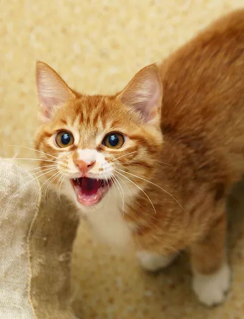 领养自贡富顺的孩子,领养孩子的视频小豆花