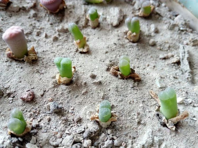 无尽的多肉!陪我走过七年人生之旅