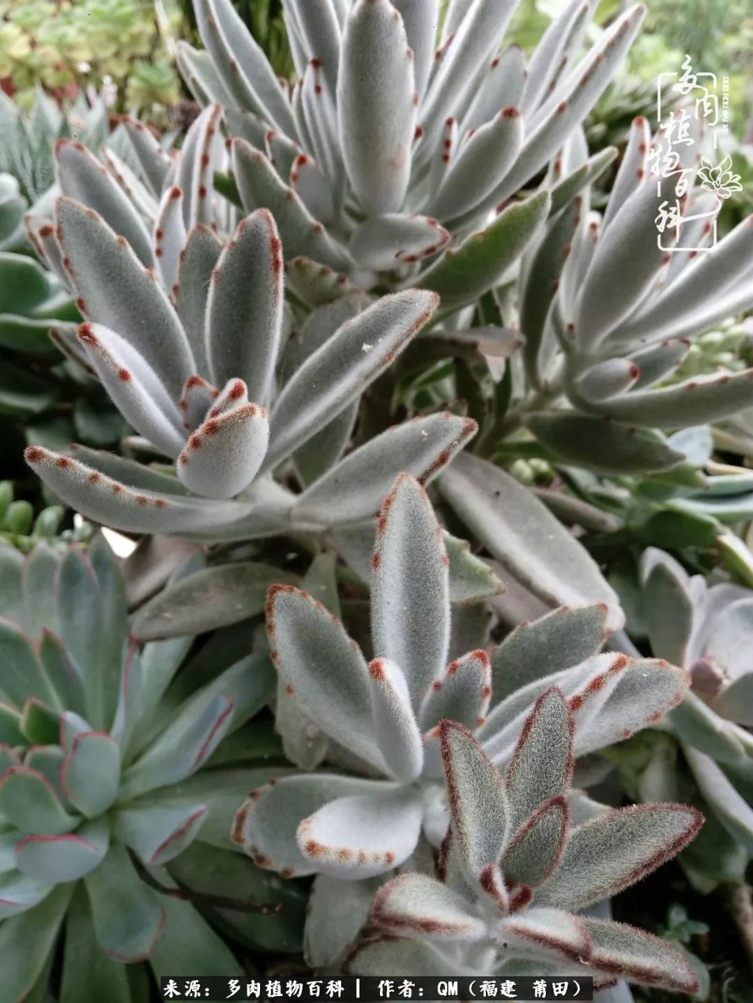 无尽的多肉!陪我走过七年人生之旅