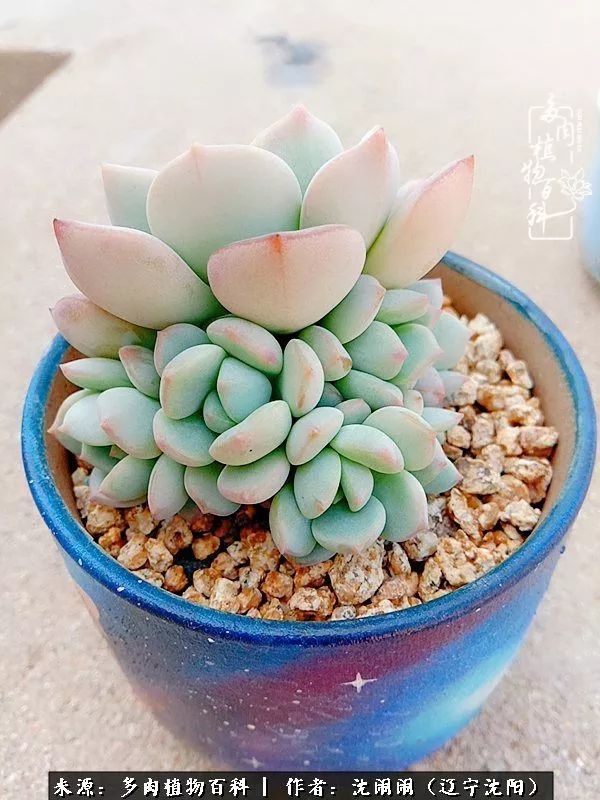 心若向阳无惧晴天,心若向阳不畏风雨