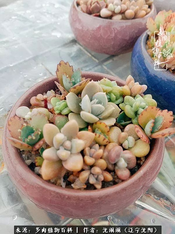 心若向阳无惧晴天,心若向阳不畏风雨