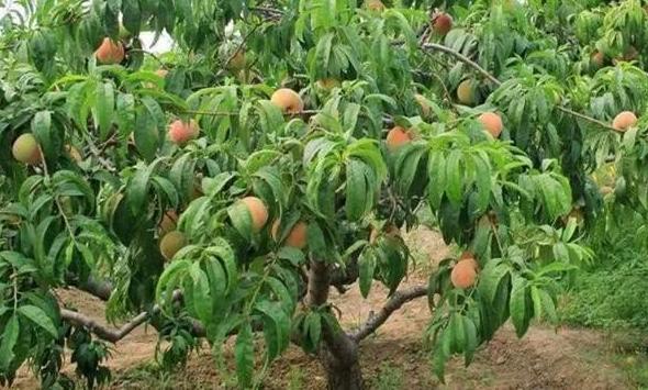 桃树怎样管理长得桃又大又甜,种植桃树的方法