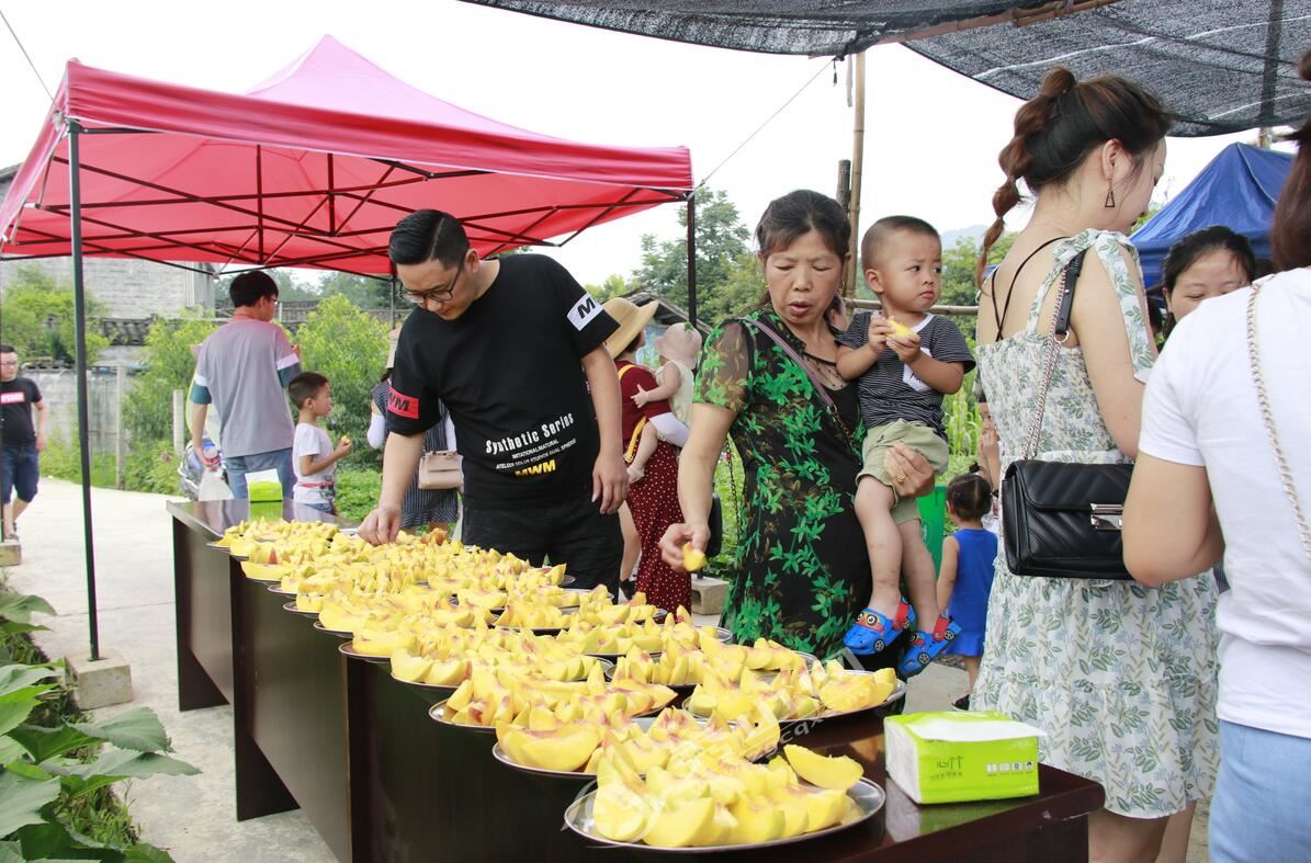 清溪黄桃园开展采摘活动,清溪龙凤维刚黄桃采摘园