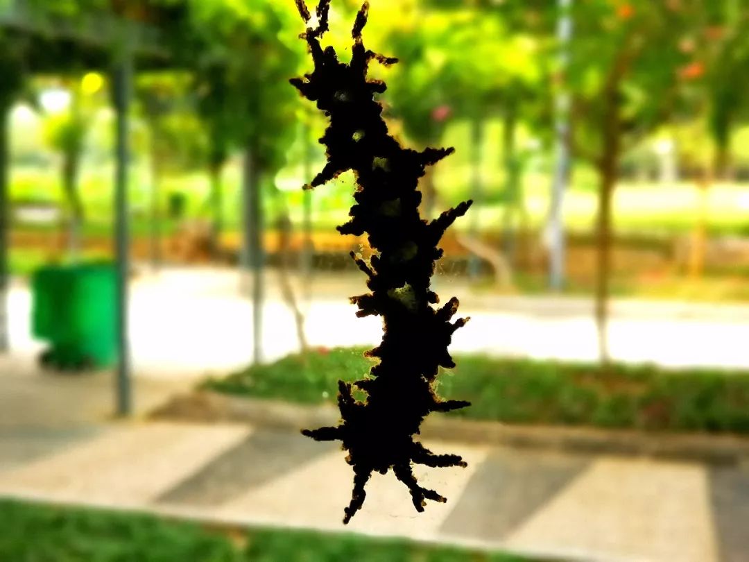 泥蜂筑巢的泥是哪来的,泥蜂能用泥巴筑巢吗