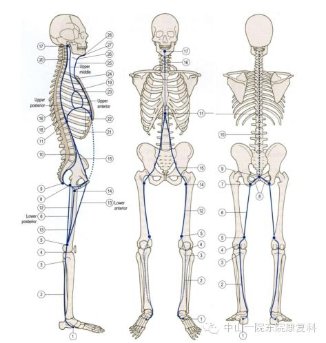 筋膜的康复训练方法,12条筋膜链解析及治疗手法