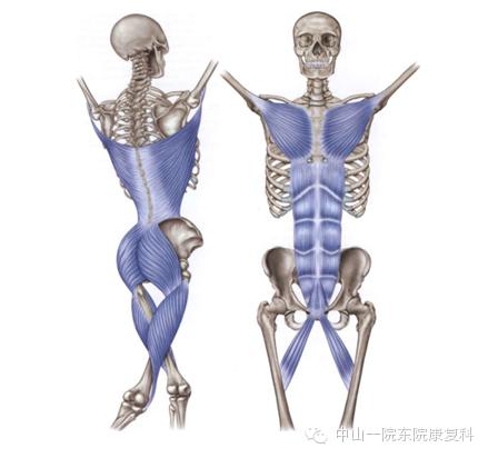 筋膜的康复训练方法,12条筋膜链解析及治疗手法