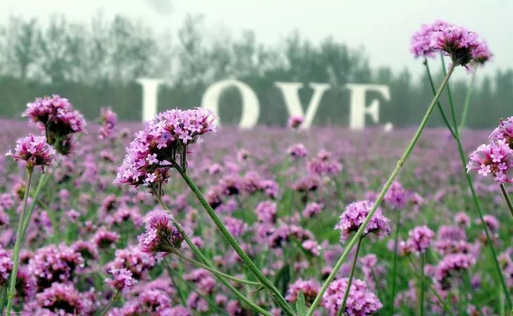 漫游冀（66）|藏不住了，河北高颜值表白圣地曝光！听说成功率很高哦~