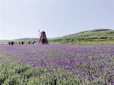 青海上山庄花海视频,青海上山庄花海攻略