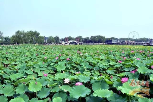 石家庄约会浪漫的地方有哪些,七夕约会地方推荐石家庄