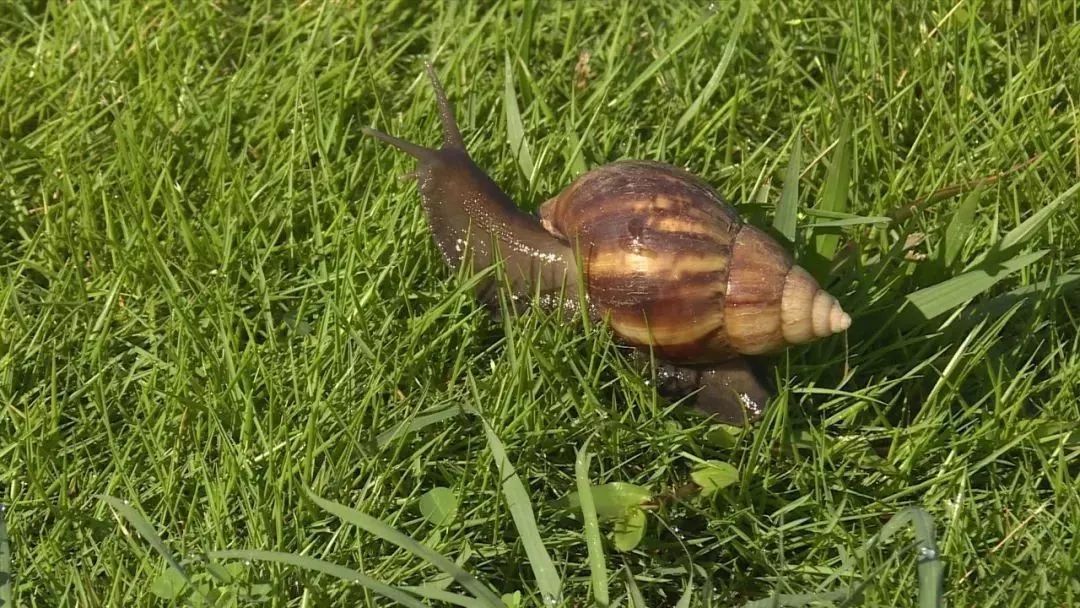 碰了非洲大蜗牛会有什么症状,雨后出现的大蜗牛千万别碰新闻