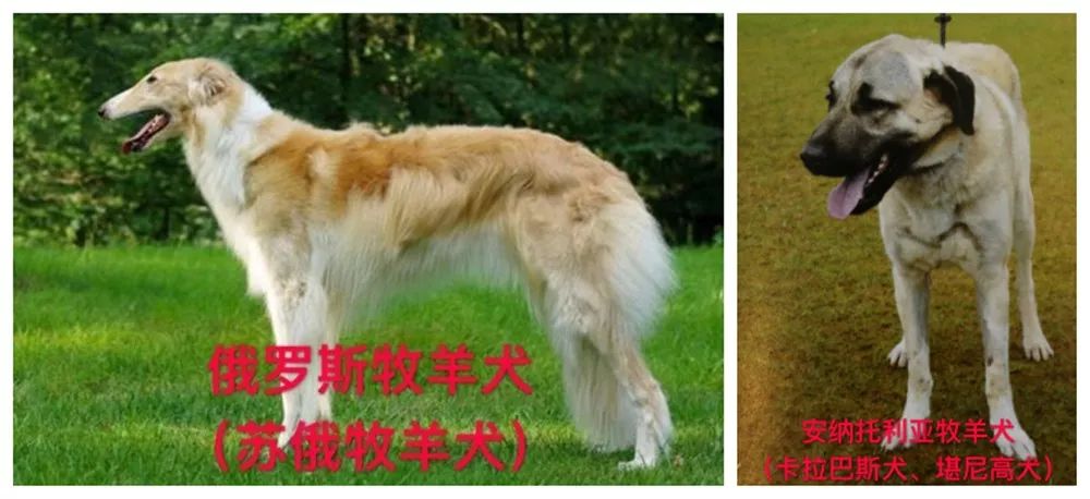 天津烈性犬,天津禁养犬重点管理区域划分